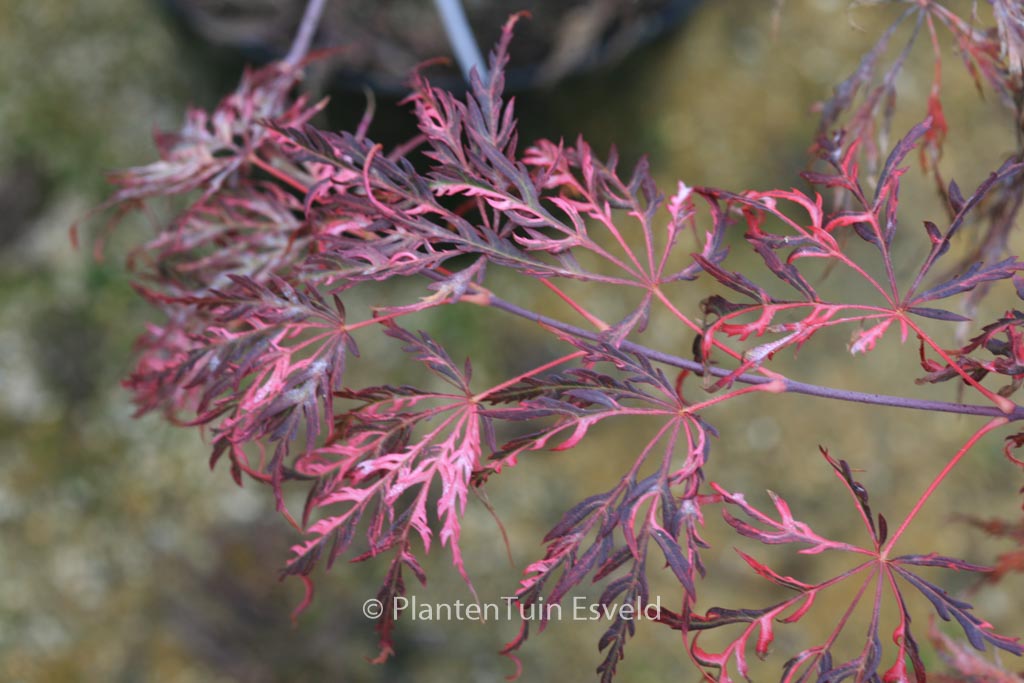 Acer palmatum 'Pink Ballerina'
