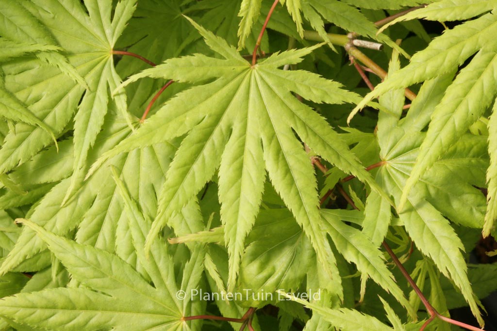 Acer palmatum 'Rufescens'