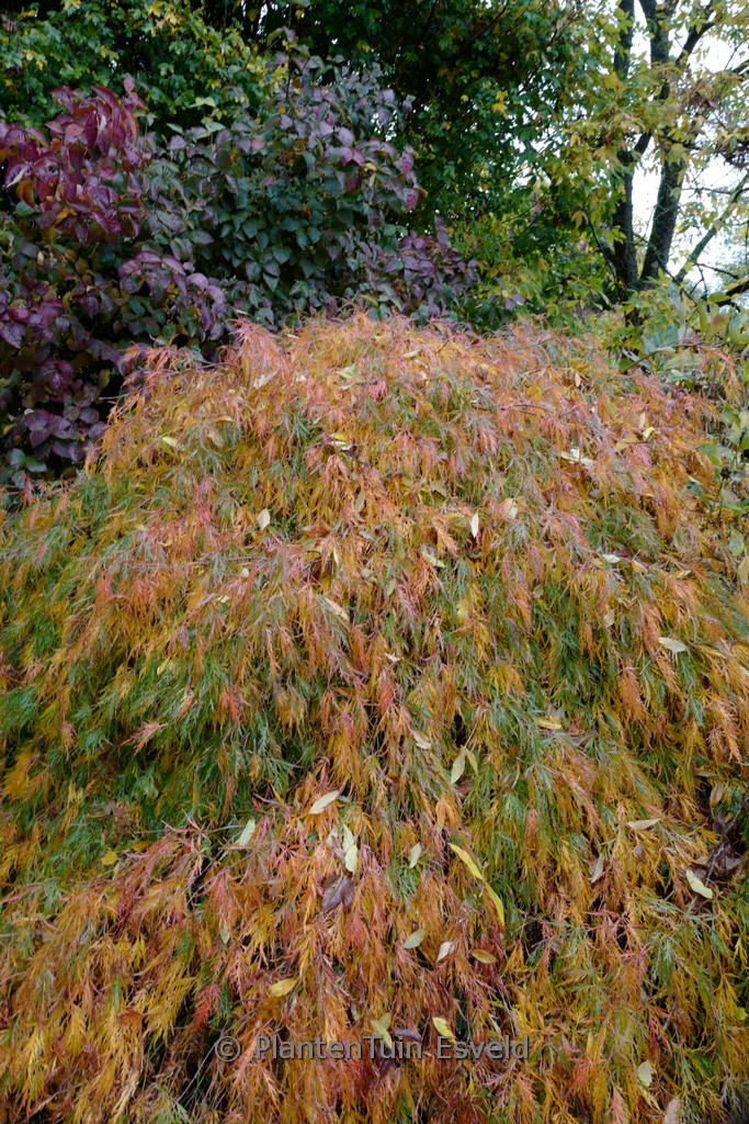 Acer palmatum 'Seki-mori'