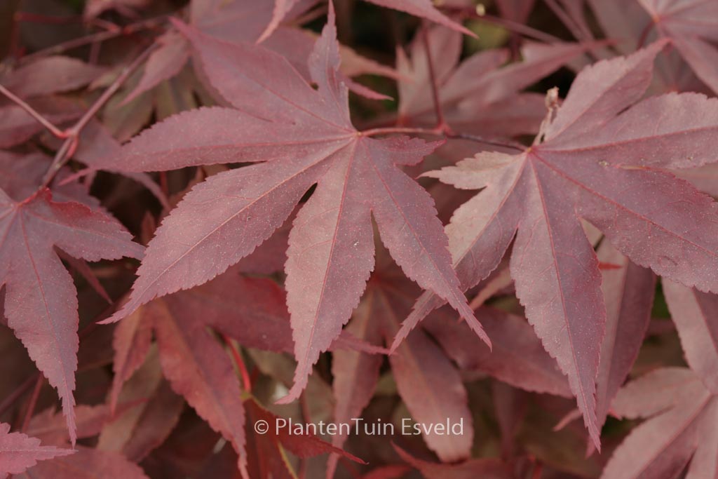 Acer palmatum 'Shin-koba-shojo'