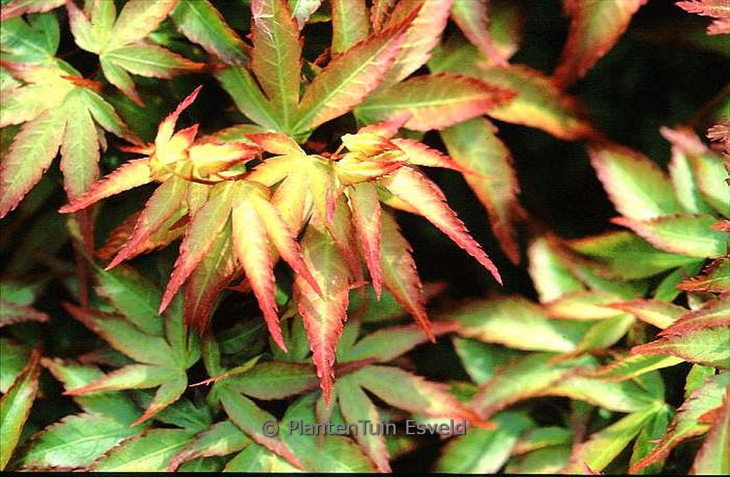 Acer palmatum 'Shishio hime'