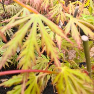 Acer palmatum 'Sonkoot9' (ORANGE LACE)