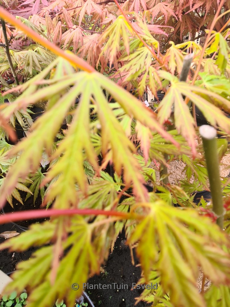 Acer palmatum 'Sonkoot9' (ORANGE LACE)