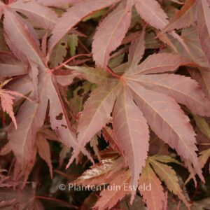 Acer palmatum 'Sunset'