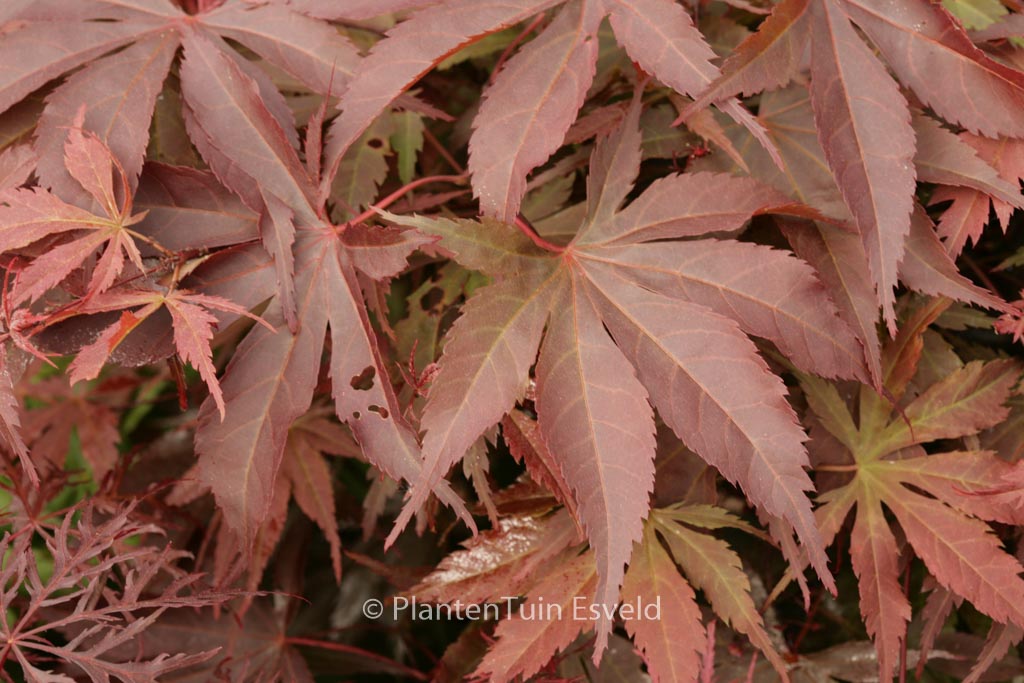 Acer palmatum 'Sunset'