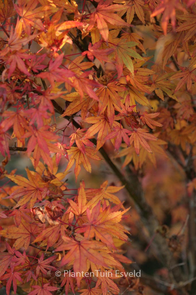 Acer palmatum 'Susan'