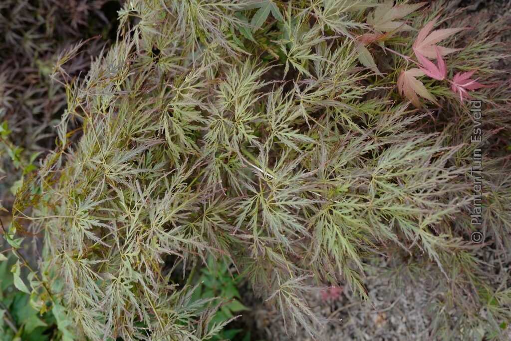 Acer palmatum 'Takara-yama' - Afbeelding 2