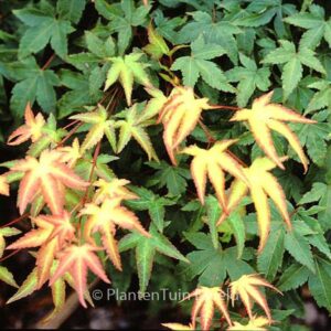 Acer palmatum 'Tama-hime'