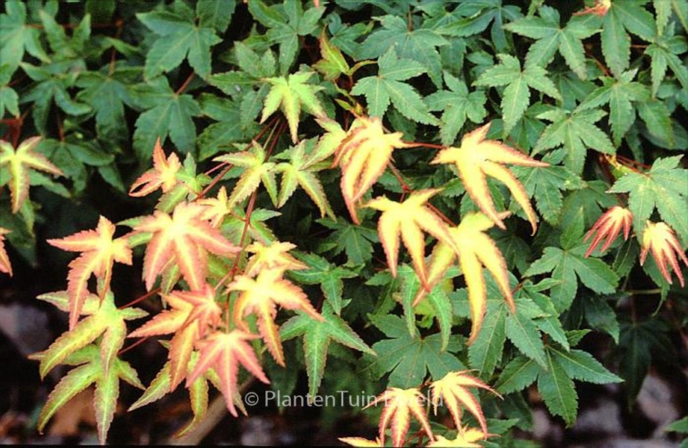 Acer palmatum 'Tama-hime'