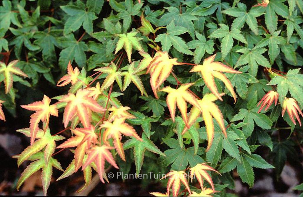 Acer palmatum 'Tama-hime'