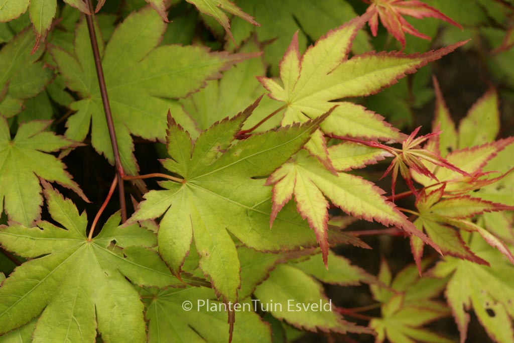 Acer palmatum 'Tsuma-beni'