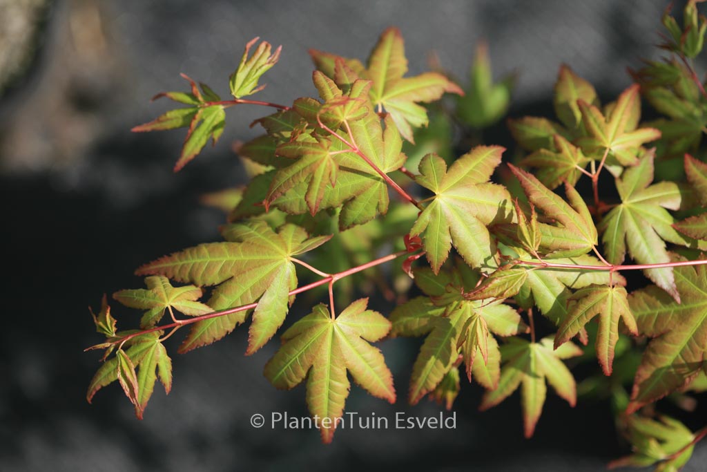 Acer palmatum 'Uta-fuku'