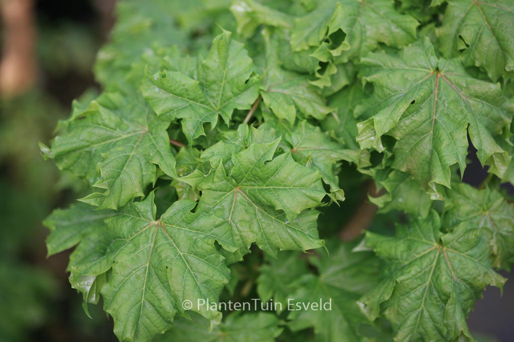 Acer platanoides 'Marit'
