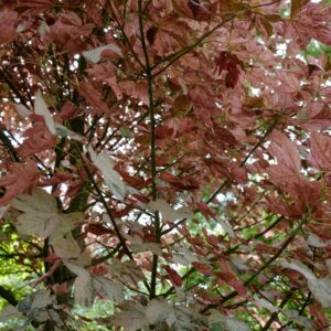 Acer pseudoplatanus 'Eskimo Sunset'