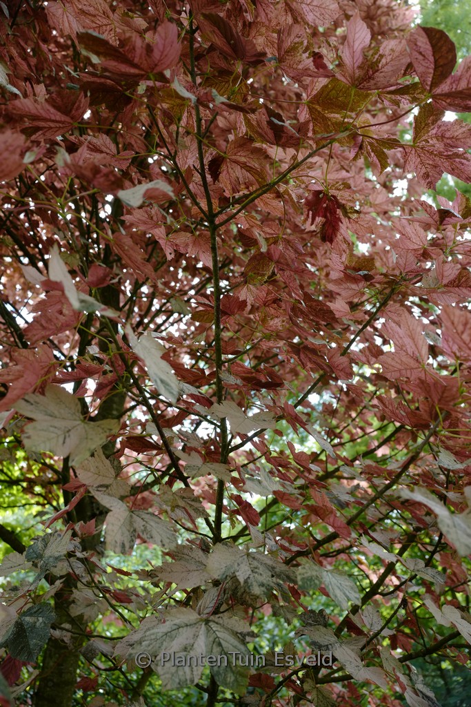 Acer pseudoplatanus 'Eskimo Sunset'