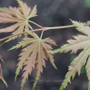 Acer pseudosieboldianum 'IsIAJ' (ARCTIC JADE)