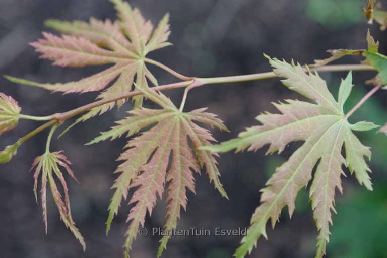 Acer pseudosieboldianum 'IsIAJ' (ARCTIC JADE)