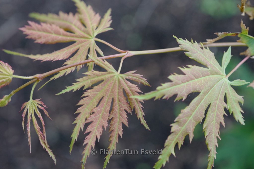Acer pseudosieboldianum 'IsIAJ' (ARCTIC JADE)