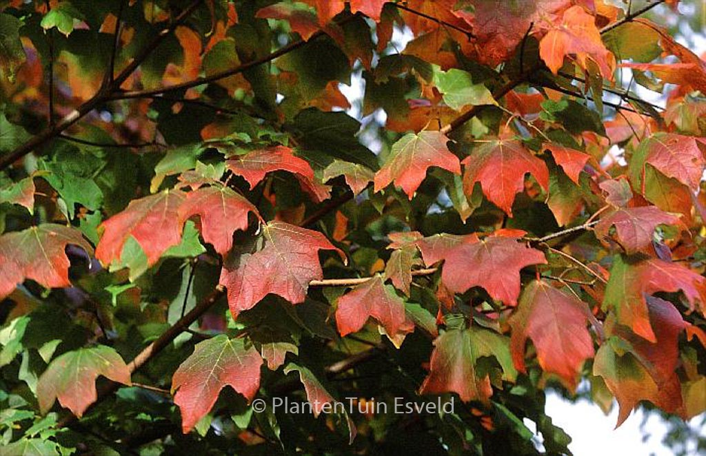 Acer saccharum ssp. floridanum