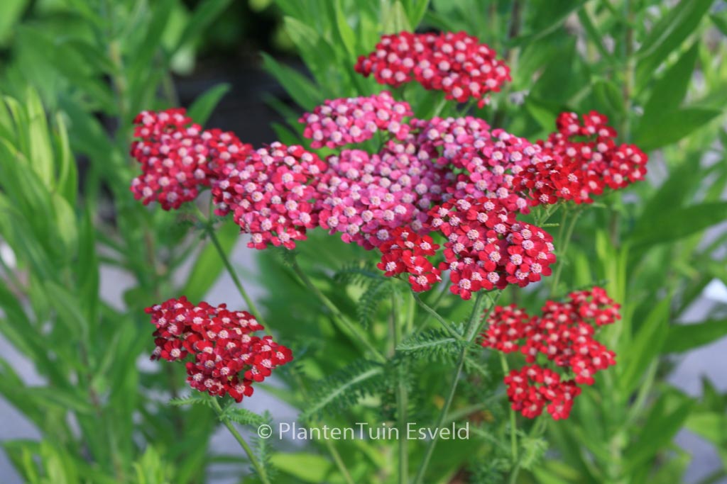 Achillea 'Petra'