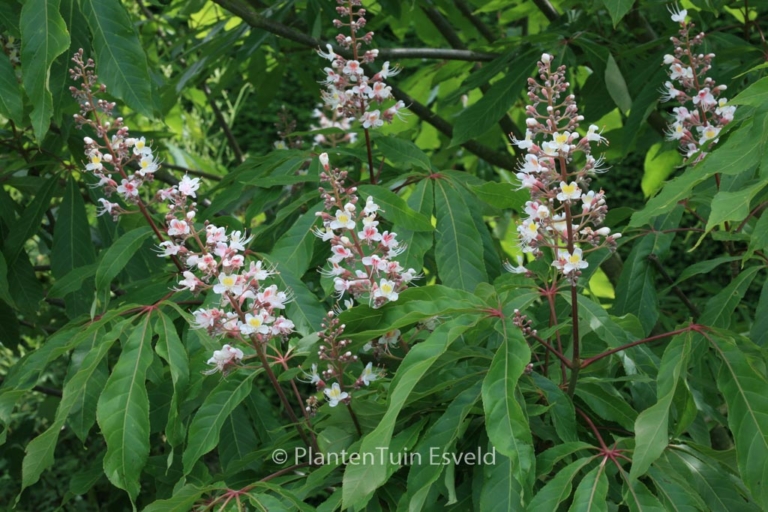 Aesculus indica