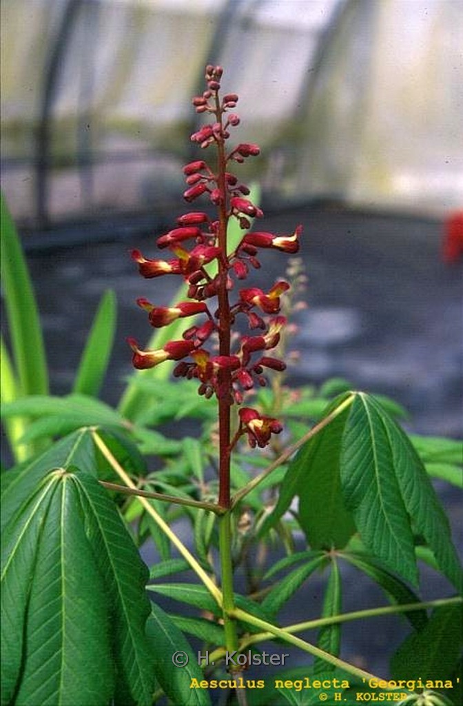 Aesculus neglecta 'Georgiana'