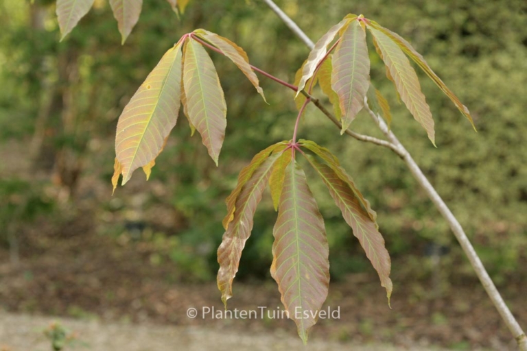 Aesculus wilsonii