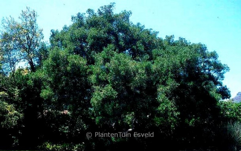 Afrocarpus falcatus