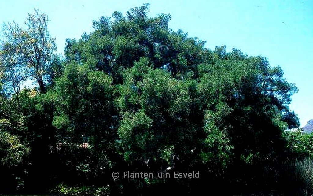 Afrocarpus falcatus