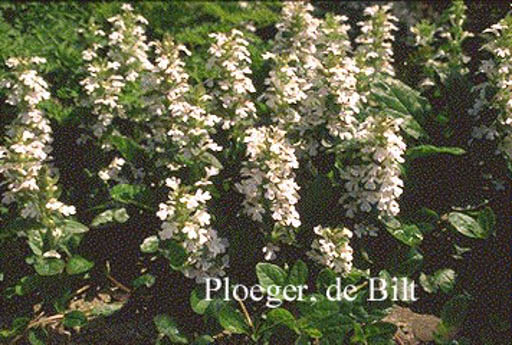 Ajuga reptans 'Alba'