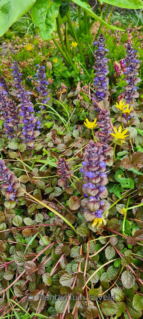 Ajuga reptans 'Braunherz'