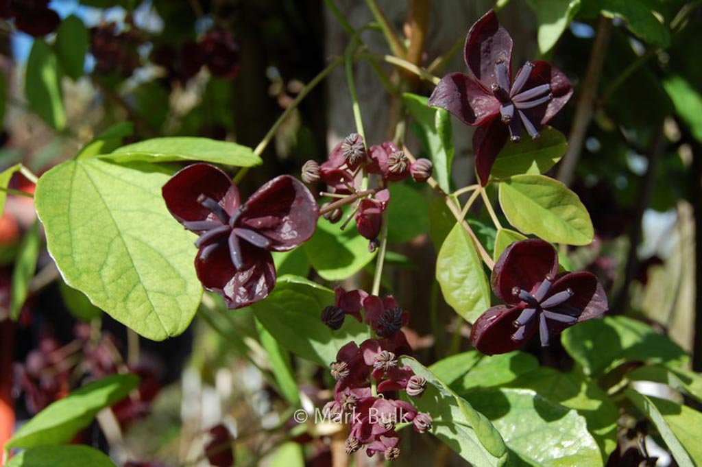 Akebia pentaphylla