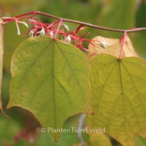 Alangium platanifolium