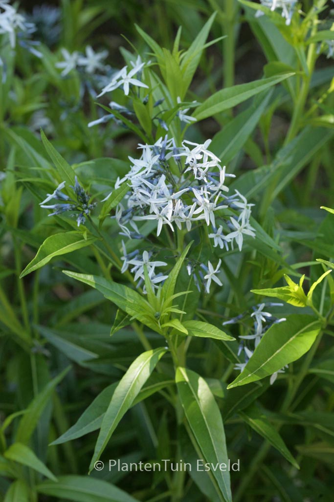 Amsonia tabernaemontana 'Salicifolia'