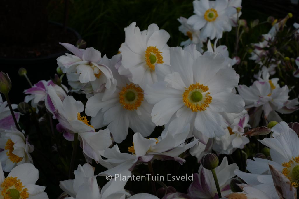 Anemone hupehensis 'Snow Angel'
