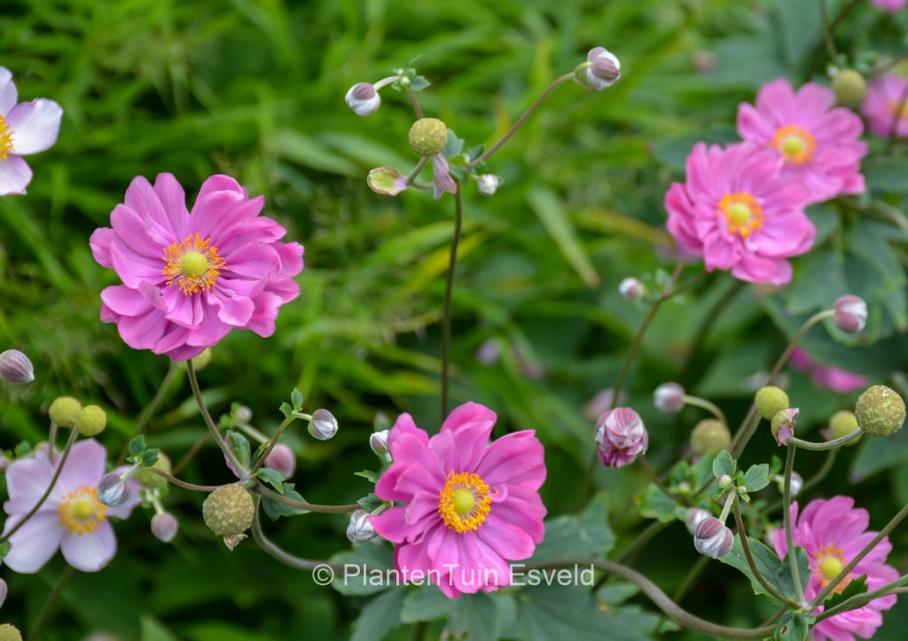 Anemone hybrida 'Margarete'