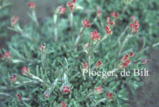 Antennaria dioica 'Rubra'