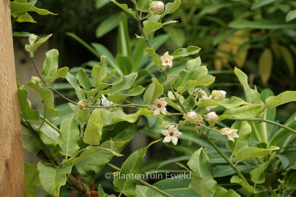 Araujia sericifera