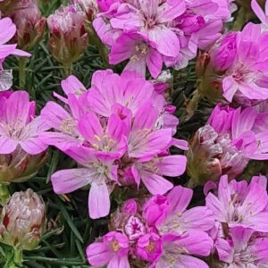 Armeria juniperifolia 'New Zealand Form'