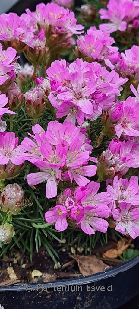 Armeria juniperifolia 'New Zealand Form'