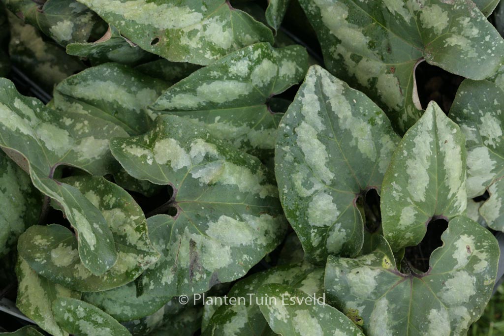Asarum splendens