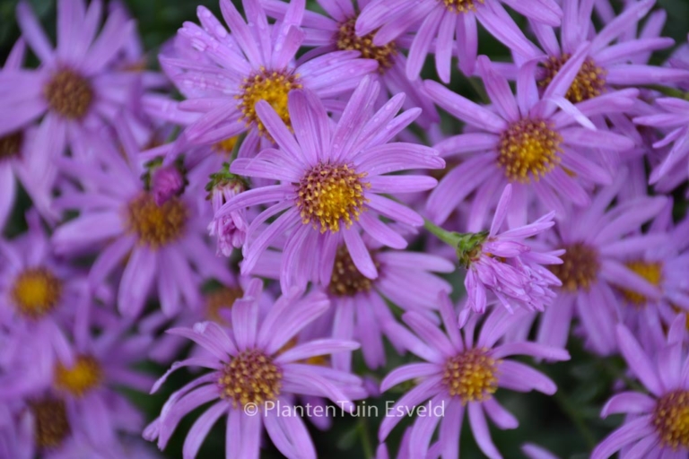 Aster amellus 'Brilliant'