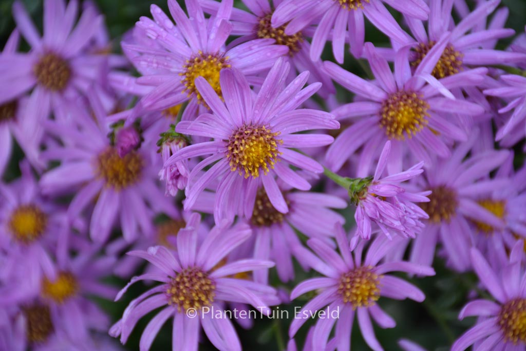Aster amellus 'Brilliant'