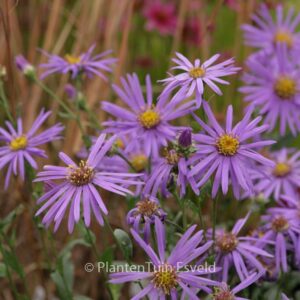 Aster amellus 'Sonora'