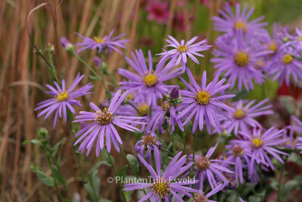 Aster amellus 'Sonora'