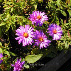 Aster dumosus 'Herbstpurzel'