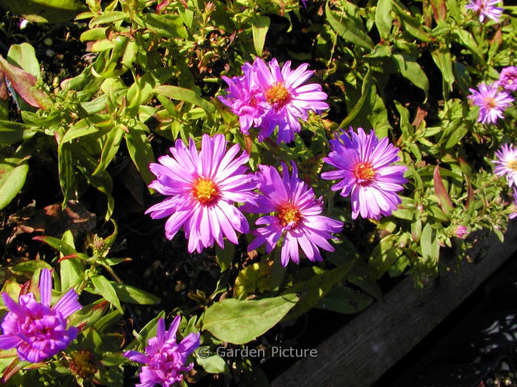 Aster dumosus 'Herbstpurzel'