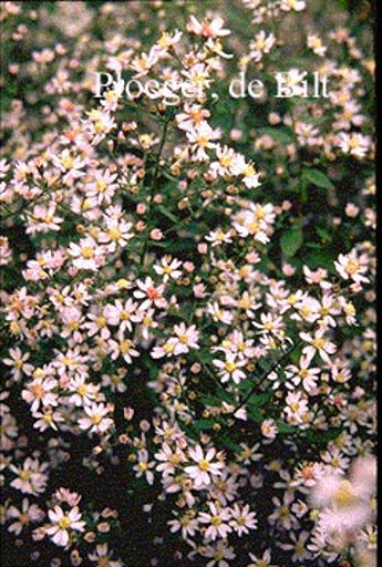 Aster ericoides 'Erlkoenig'