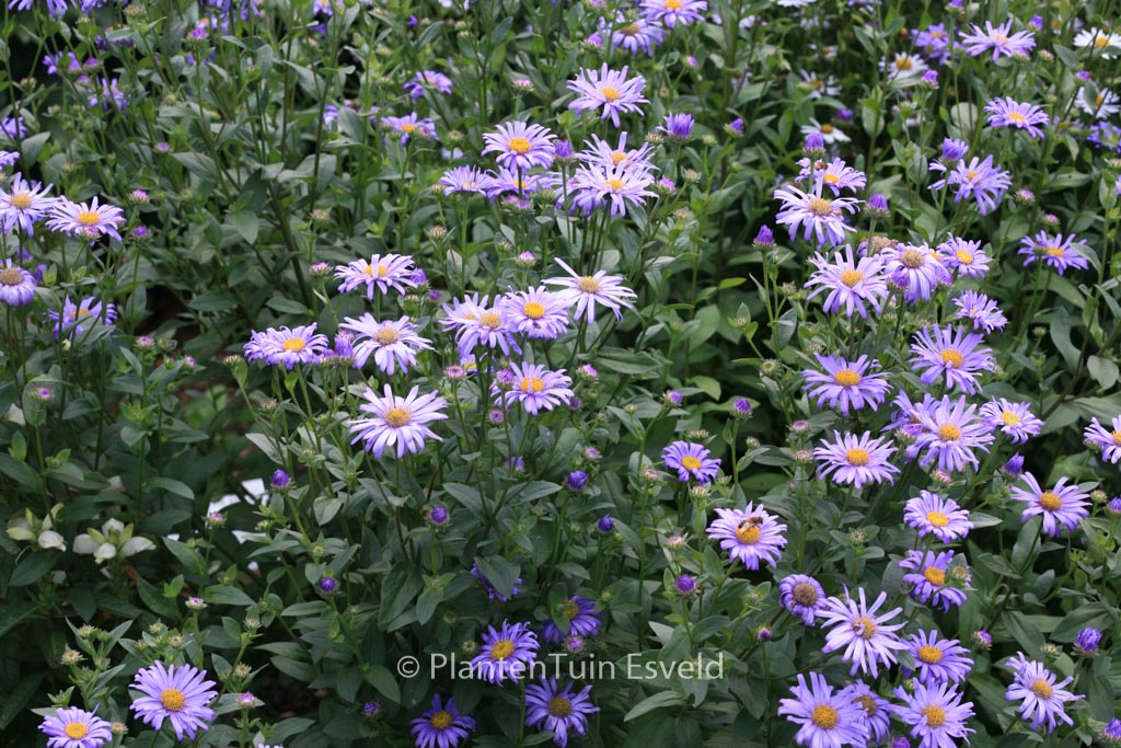 Aster frikartii 'Jungfrau'