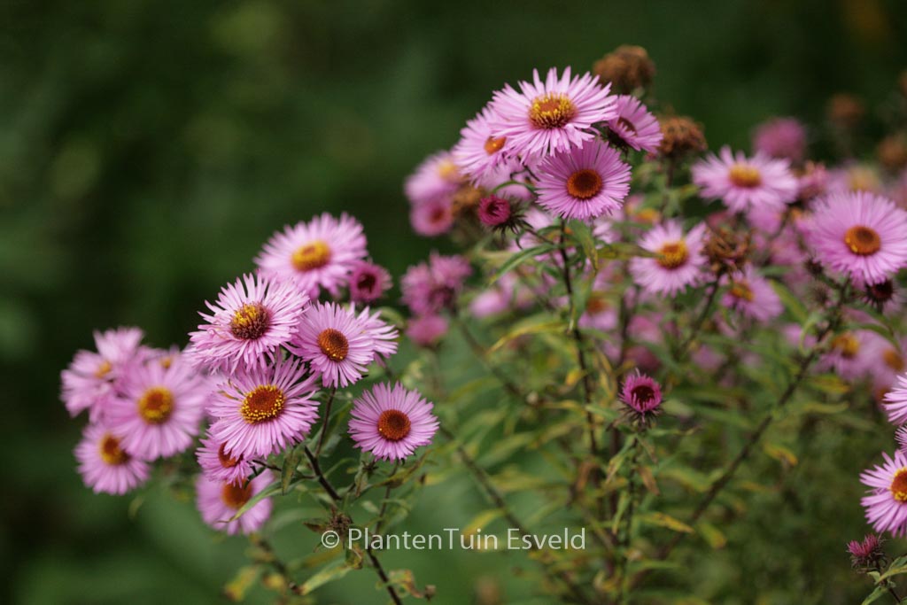 Aster novae-angliae 'Barr's Pink'